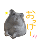 ハムスターの“ハムちゃん”（個別スタンプ：12）