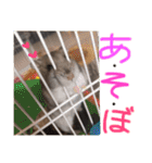 ハムスターの“ハムちゃん”（個別スタンプ：16）