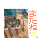 ハムスターの“ハムちゃん”（個別スタンプ：32）