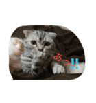 chibow2（個別スタンプ：1）
