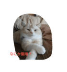 chibow2（個別スタンプ：8）