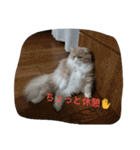 chibow2（個別スタンプ：9）