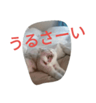 chibow2（個別スタンプ：13）
