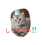chibow2（個別スタンプ：18）