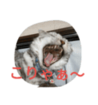 chibow2（個別スタンプ：22）