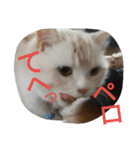 chibow2（個別スタンプ：30）