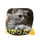 chibow2（個別スタンプ：40）