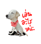 suGon！！！（個別スタンプ：8）