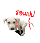 suGon！！！（個別スタンプ：12）