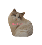 ラグふぁみ（個別スタンプ：2）