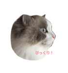 ラグふぁみ（個別スタンプ：3）