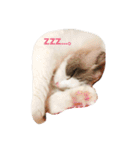 ラグふぁみ（個別スタンプ：7）