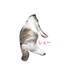 ラグふぁみ（個別スタンプ：8）