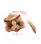 ラグふぁみ（個別スタンプ：10）