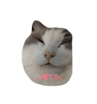 ラグふぁみ（個別スタンプ：12）