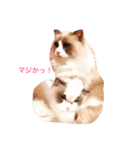 ラグふぁみ（個別スタンプ：14）