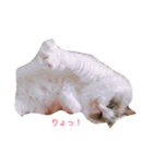 ラグふぁみ（個別スタンプ：17）