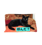 クロのスタンプ(=^x^=)（個別スタンプ：1）