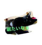クロのスタンプ(=^x^=)（個別スタンプ：6）