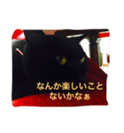 クロのスタンプ(=^x^=)（個別スタンプ：7）