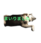 黒柴ともさんの日々（個別スタンプ：1）