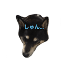 黒柴ともさんの日々（個別スタンプ：2）