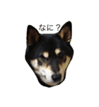 黒柴ともさんの日々（個別スタンプ：6）