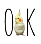 簡単な英語のオカメインコ（個別スタンプ：1）