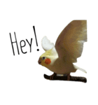 簡単な英語のオカメインコ（個別スタンプ：2）