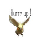 簡単な英語のオカメインコ（個別スタンプ：3）