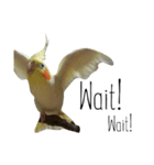 簡単な英語のオカメインコ（個別スタンプ：4）