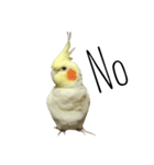簡単な英語のオカメインコ（個別スタンプ：6）