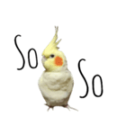 簡単な英語のオカメインコ（個別スタンプ：7）