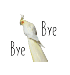 簡単な英語のオカメインコ（個別スタンプ：8）