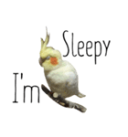 簡単な英語のオカメインコ（個別スタンプ：9）