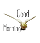 簡単な英語のオカメインコ（個別スタンプ：10）