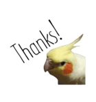 簡単な英語のオカメインコ（個別スタンプ：12）