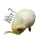 簡単な英語のオカメインコ（個別スタンプ：13）
