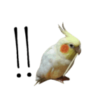 簡単な英語のオカメインコ（個別スタンプ：14）