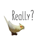 簡単な英語のオカメインコ（個別スタンプ：15）