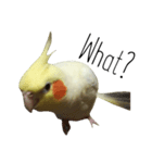 簡単な英語のオカメインコ（個別スタンプ：16）
