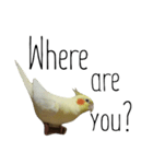 簡単な英語のオカメインコ（個別スタンプ：17）