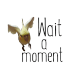 簡単な英語のオカメインコ（個別スタンプ：18）