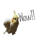 簡単な英語のオカメインコ（個別スタンプ：19）