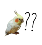 簡単な英語のオカメインコ（個別スタンプ：20）