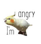 簡単な英語のオカメインコ（個別スタンプ：21）