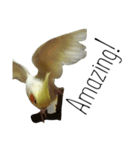 簡単な英語のオカメインコ（個別スタンプ：22）