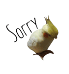 簡単な英語のオカメインコ（個別スタンプ：23）