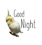 簡単な英語のオカメインコ（個別スタンプ：24）