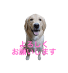 ゴールデンレトリバーのルナ（個別スタンプ：3）